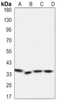 CDC2 Mouse Monoclonal Antibody