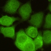 CDC2 Mouse Monoclonal Antibody