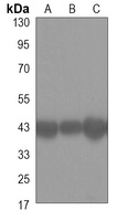 SIRT2 Mouse Monoclonal Antibody