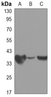 PP1 alpha Mouse Monoclonal Antibody