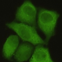 PP1 alpha Mouse Monoclonal Antibody