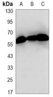 GTF2H1 Antibody