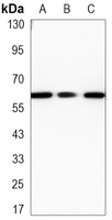 SMAD5 Mouse Monoclonal Antibody