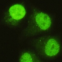 SMAD5 Mouse Monoclonal Antibody