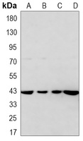 PDHA1 Mouse Monoclonal Antibody