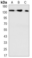 SMC1A Mouse Monoclonal Antibody