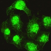 PPX Mouse Monoclonal Antibody