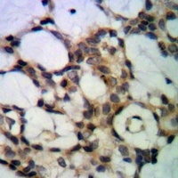 PP1 alpha Mouse Monoclonal Antibody