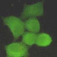 PP1 alpha Mouse Monoclonal Antibody