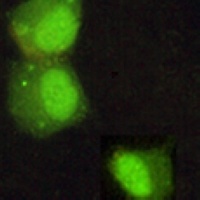 HP1 alpha Mouse Monoclonal Antibody