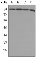 EG5 Mouse Monoclonal Antibody
