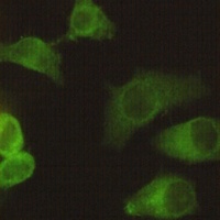EG5 Mouse Monoclonal Antibody