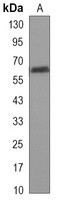 TBL1X Mouse Monoclonal Antibody