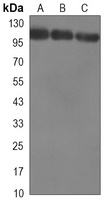 KDM1A Mouse Monoclonal Antibody