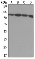 UHRF1 Mouse Monoclonal Antibody