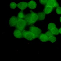 UBB Rabbit Monoclonal Antibody