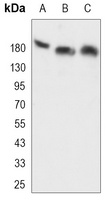 Thrombospondin 1 Rabbit Monoclonal Antibody