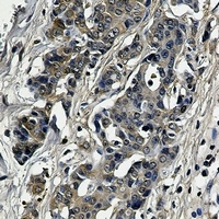 SOD1 Rabbit Monoclonal Antibody