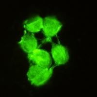 SOD1 Rabbit Monoclonal Antibody