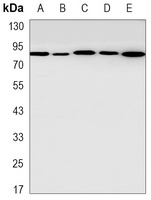 STAT5B Rabbit Monoclonal Antibody