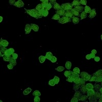 STAT5B Rabbit Monoclonal Antibody