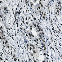 SAP155 Rabbit Monoclonal Antibody