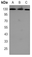 RAD21 Rabbit Monoclonal Antibody