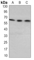 Paxillin Rabbit Monoclonal Antibody