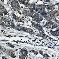 Paxillin Rabbit Monoclonal Antibody