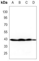 p38 Antibody