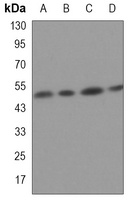 P2Y12 Rabbit Monoclonal Antibody