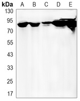 HSP90 beta Antibody