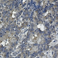 HSP90 beta Antibody