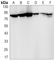 HIF1 beta Rabbit Monoclonal Antibody