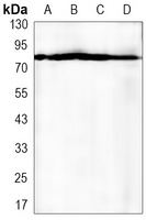EIF4B Rabbit Monoclonal Antibody