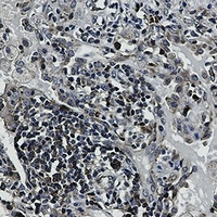 EIF4B Rabbit Monoclonal Antibody