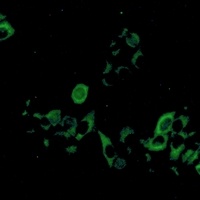 EG5 Rabbit Monoclonal Antibody