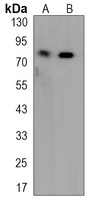 DGK alpha Rabbit Monoclonal Antibody