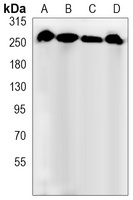Filamin A/B (Phospho-S2152/2107) Rabbit Monoclonal Antibody