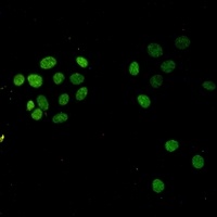 Histone H3 (TriMethyl-K27) Antibody