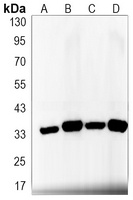 Osteopontin Rabbit Monoclonal Antibody