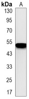 IRF7 Rabbit Monoclonal Antibody