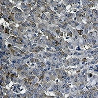 IRF7 Rabbit Monoclonal Antibody