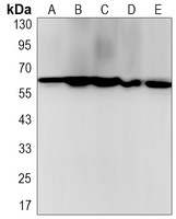 YY1 Rabbit Monoclonal Antibody