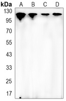 Vinculin Rabbit Monoclonal Antibody