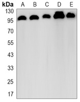 Vinculin Rabbit Monoclonal Antibody
