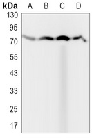 TRIM25 Rabbit Monoclonal Antibody