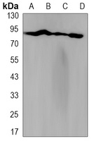 TNS4 Rabbit Monoclonal Antibody