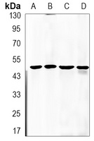 SMAD2 Rabbit Monoclonal Antibody