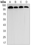 PERK Rabbit Monoclonal Antibody
